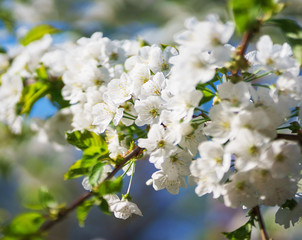 Flowers, cherry blossoms on the branches on a spring day. 