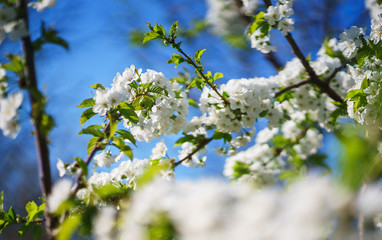 Flowers, cherry blossoms on the branches on a spring day. 