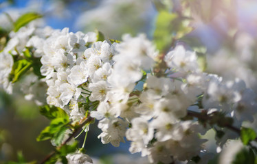 Flowers, cherry blossoms on the branches on a spring day. 