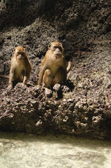 due cercopiteci scimmie monkey beach