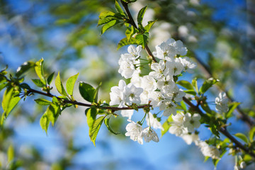 Flowers, cherry blossoms on the branches on a spring day. 