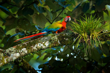 Red green blue hybrid parrot in forest. Macaw parrot sitting in dark green vegetation. Rare form Ara macao x Ara ambigua, in tropical forest, Costa Rica. Wildlife scene from tropical nature. © ondrejprosicky
