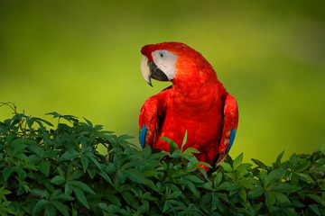 Red parrot Scarlet Macaw, Ara macao, bird sitting on the branch with food, Amazon, Brazil. Wildlife scene from tropical forest. Beautiful parrot on tree in nature habitat.