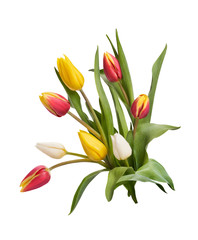 A group of red, yellow and white tulip flowers and leaves isolated on a white background.