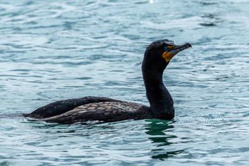 Cormorant up Close