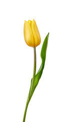 A yellow tulip flower isolated on a white background