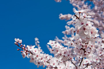 Spring. Tree with flowers, bee and butterfly