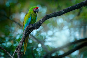 Ara ambigua, green parrot Great-Green Macaw on tree. Wild rare bird in the nature habitat, sitting on the branch in Costa Rica. Wildlife scene in tropic forest. Dark forest with macaw parrot.