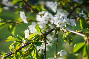 Flowers, cherry blossoms on the branches on a spring day. 