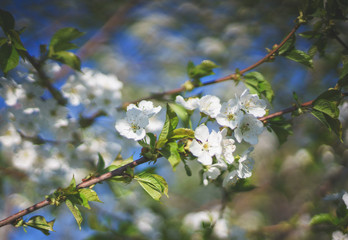 Flowers, cherry blossoms on the branches on a spring day. 