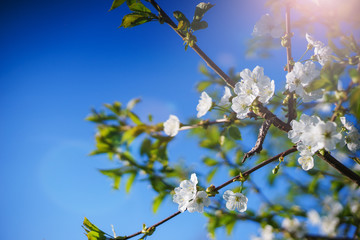 Flowers, cherry blossoms on the branches on a spring day. 