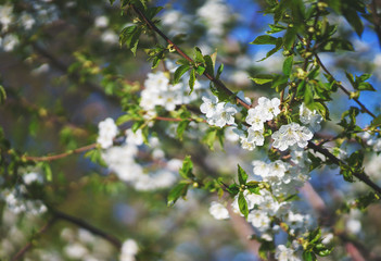 Flowers, cherry blossoms on the branches on a spring day. 