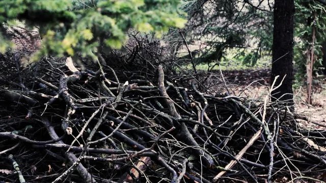Forest and windfall. Summer day in woods. Pines, firs, wind-fallen broken branches, Slow pan. Selective focus. 