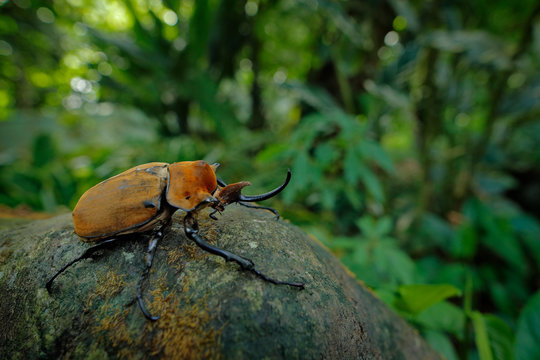 Rhinoceros elephant beetle, Megasoma elephas, very big insect from rain forest in Caostarica. Beetle siting on the tree trunk in the green jungle habitat. Eide angle lense photo of beautiful.