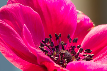 Close up of an anemone in full bloom