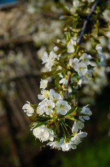 White flowers in macro. Flowering trees. Bee on a white flower. Branch of a tree with white flowers
