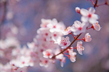 Spring. Tree with flowers, bee and butterfly