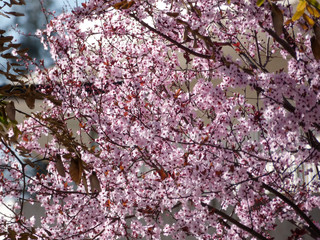 Floración primaveral de un árbol en una ciudad mediterranea
