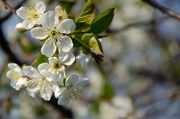 White flowers in macro. Flowering trees. Bee on a white flower. Branch of a tree with white flowers