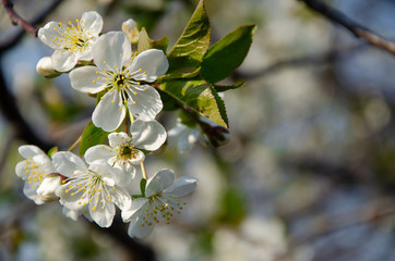 White flowers in macro. Flowering trees. Bee on a white flower. Branch of a tree with white flowers