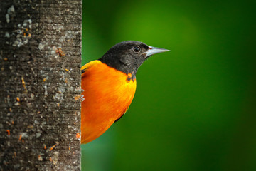 Baltimore Oriole, Icterus galbula, sitting on green moss branch. Tropic bird tanager in the nature habitat. Wildlife in Costa Rica. Orange black mountain bird in dark green forest, clear background.