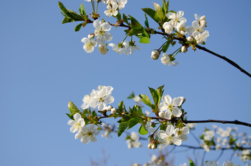 White flowers in macro. Flowering trees. Bee on a white flower. Branch of a tree with white flowers