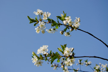 White flowers in macro. Flowering trees. Bee on a white flower. Branch of a tree with white flowers