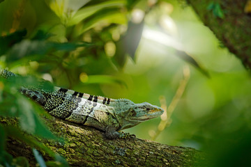Detail of iguana. Portrait of green iguana in the dark green forest, Costa Rica. Wildlife scene from nature. Close-up face portrait of lizard from South America. Lizard in the forest green habitat.