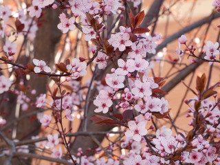 Floración primaveral de un arbol en una ciudad mediterranea