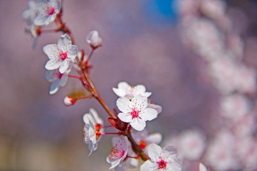 Spring. Tree with flowers, bee and butterfly