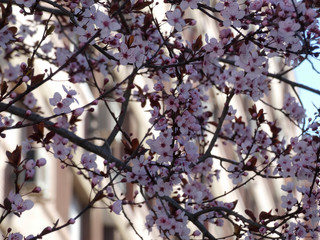 Floración primaveral de un arbol en una ciudad mediterranea