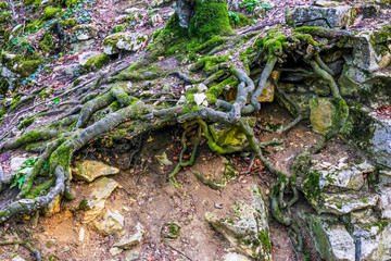Wurzeln eines Baumes im Wald