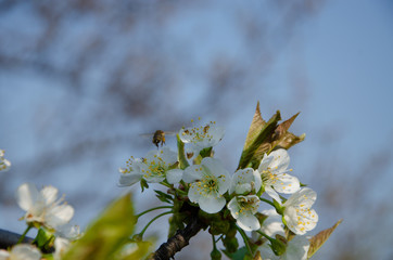 White flowers in macro. Flowering trees. Bee on a white flower. Branch of a tree with white flowers