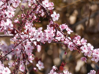 Floración primaveral de un arbol en una ciudad mediterranea