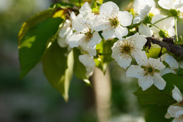 blooming cherry blossom, saruka tree.