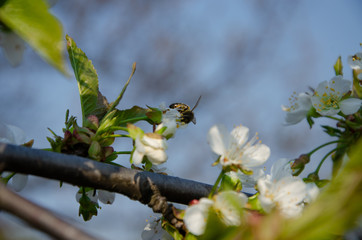 White flowers in macro. Flowering trees. Bee on a white flower. Branch of a tree with white flowers