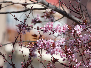 Floración primaveral de un arbol en una ciudad mediterranea