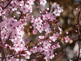 Floración primaveral de un arbol en una ciudad mediterranea