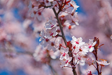 Spring. Tree with flowers, bee and butterfly