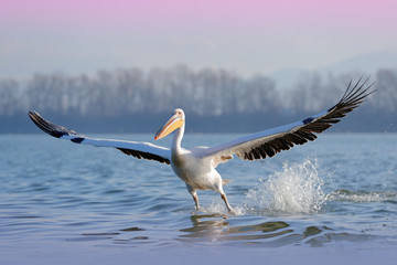 Fototapeta na wymiar Dalmatian pelican, Pelecanus crispus, landing in Lake Kerkini, Greece. Pelican with open wings. Wildlife scene from European nature. Bird landing to the blue lake water. Bird fly.