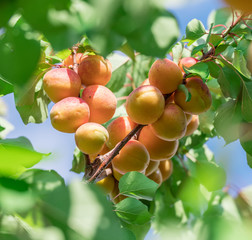 Ripe apricots on the orchard tree in the garden.