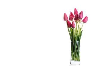 Fototapeta na wymiar pink tulips on a white background