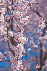 Spring. Tree with flowers, bee and butterfly