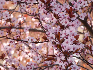 Floración primaveral de un arbol en una ciudad mediterranea