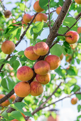 Ripe apricots on the orchard tree in the garden.