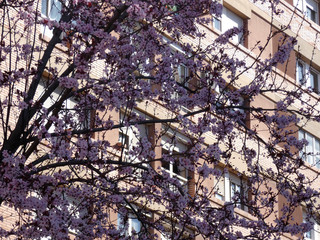 Floración primaveral de un árbol en una ciudad mediterranea