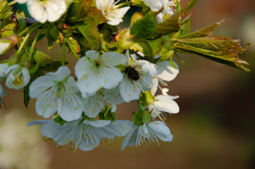 White flowers in macro. Flowering trees. Bee on a white flower. Branch of a tree with white flowers