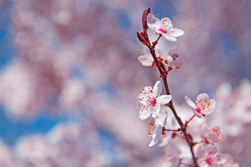Spring. Tree with flowers, bee and butterfly