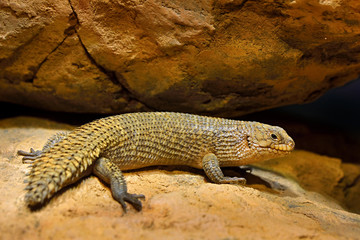 Gidgee spiny-tailed skink, Egernia stokesii, endemic to Australia. Fat lizard in the rock habitat, reptile from nature. Skink with long tail on the stone, Australia wildlife.
