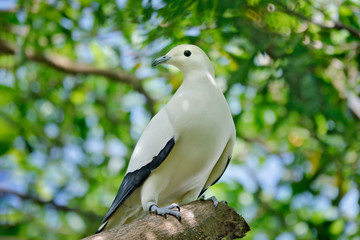 Pied imperial pigeon, Ducula bicolor, beautifull big white bird from Thailand. Pigeon in the habitat, sunny day in the green forest. Wildlife scene from nature.  Bird sitting on the tree trunk.